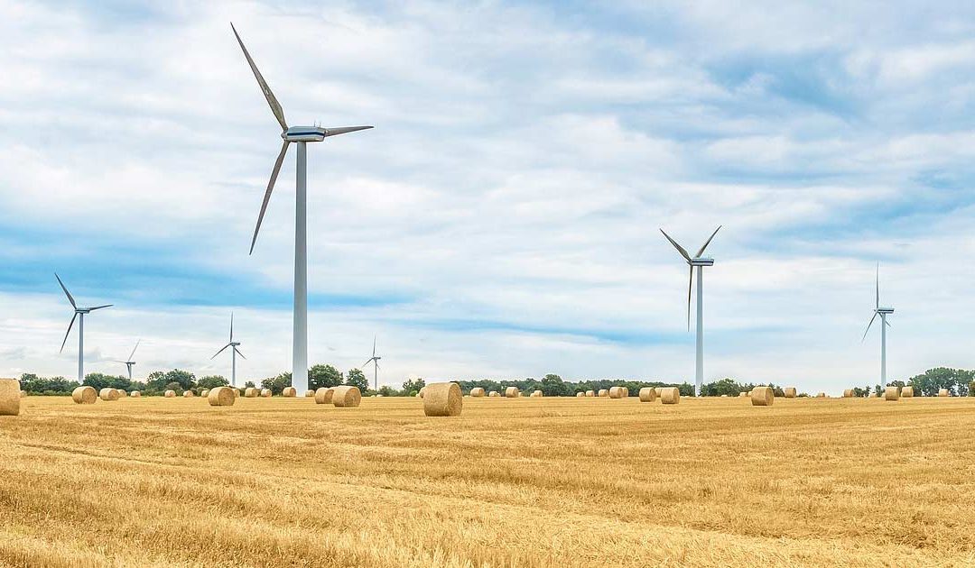 Windräder im Kornfeld